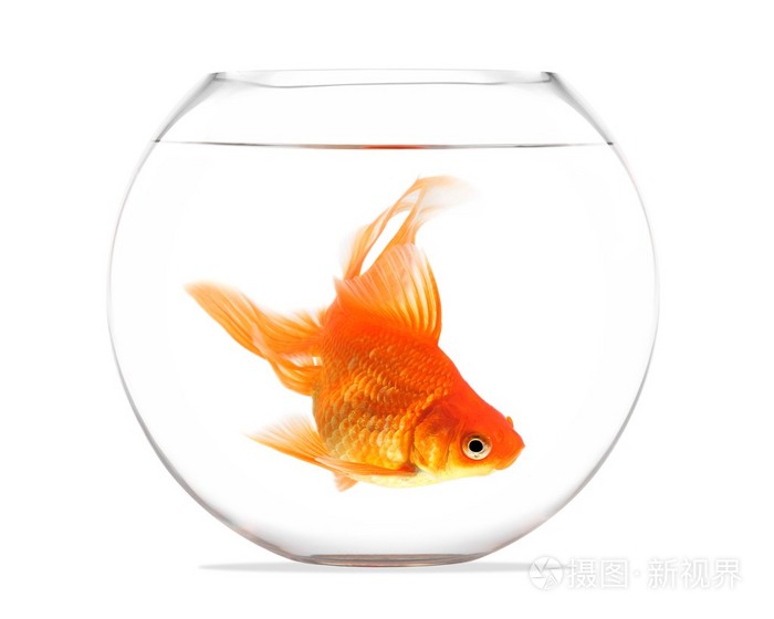 金鱼浮在玻璃球体和白色背景上