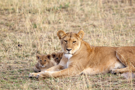 非洲母狮 猫科 leo 和幼崽