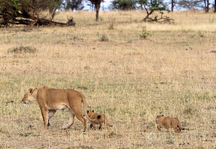 非洲母狮 猫科 leo 和幼崽