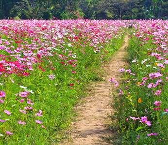 波斯菊花海