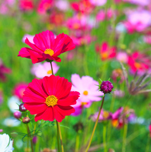 波斯菊花海