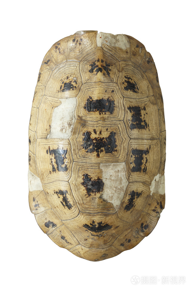 孤立的白色背景上的龟壳