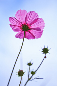 花不