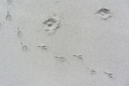 狗爪印和鸟跟踪平坦的沙滩上