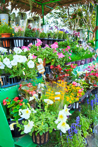 花卉市场的鲜花