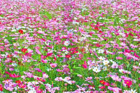 波斯菊花海