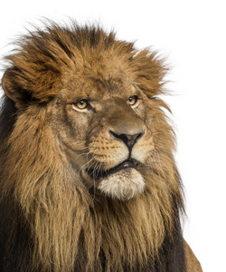 特写的一只狮子，主人家的猫科狮子座，10 岁，孤立