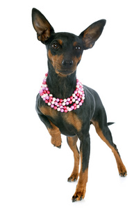 微型 pinscher