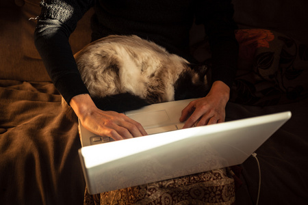 猫睡在女子的大腿上，而她的作品在笔记本电脑上