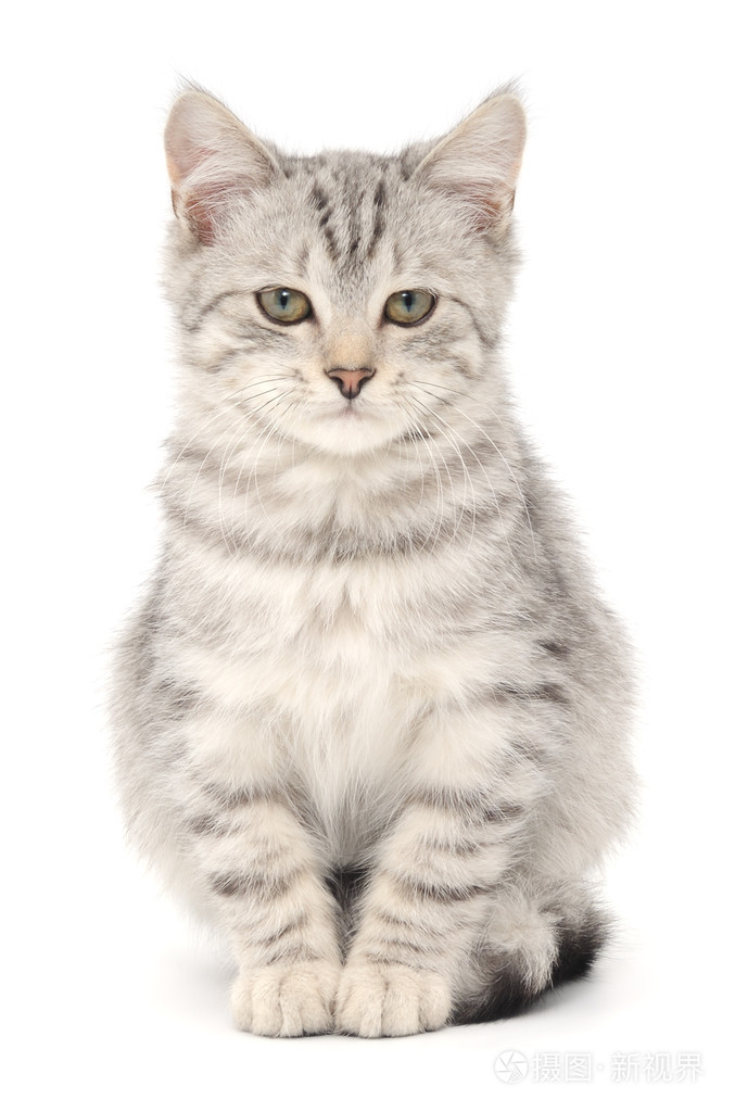 在白色背景上的小猫