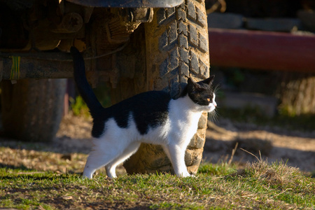 坐在车下的猫