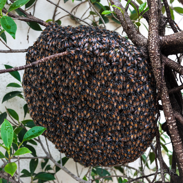 蜂窝在树上