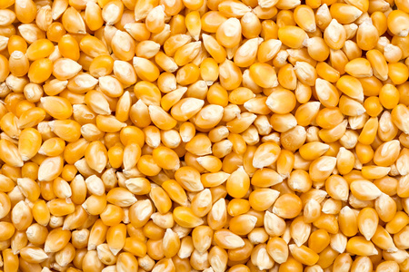 玉米种子背景