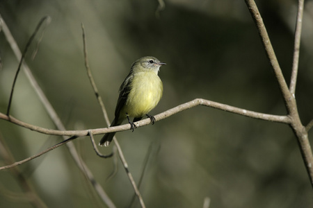 普拉纳尔托 tyrannulet，phyllomyias 作用