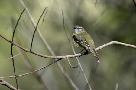 普拉纳尔托 tyrannulet，phyllomyias 作用