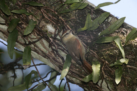 苍白的 spinetail，cranioleuca 淡紫