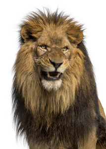 特写的狮子的吼叫，猫科狮子座，10 岁，孤立