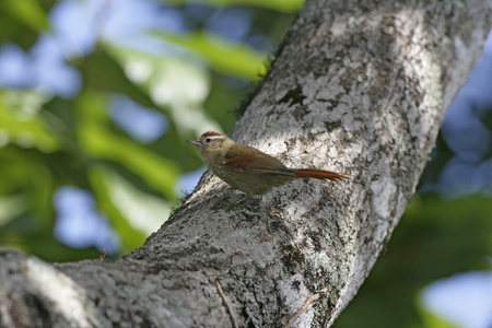 苍白的 spinetail，cranioleuca 淡紫