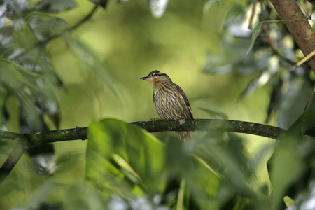 苍白眉 treehunter，cichlocolaptes leucophrus