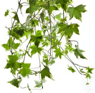 绿色的常春藤植物常春藤关闭了孤立在白色背景照片