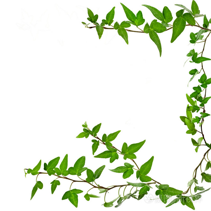 绿色的常春藤植物关闭了孤立的白色背景