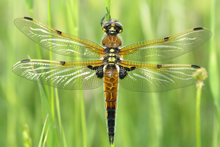 四个点缀的chaser蜻蜓quadrimaculata