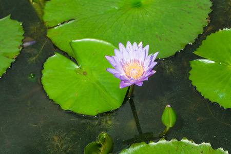 在池塘中的莲花。在大自然的宁静