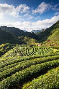 在泰国清迈进山茶园