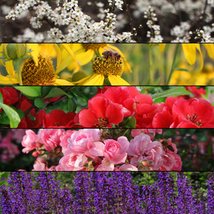 五颜六色的花横幅或背景的集合