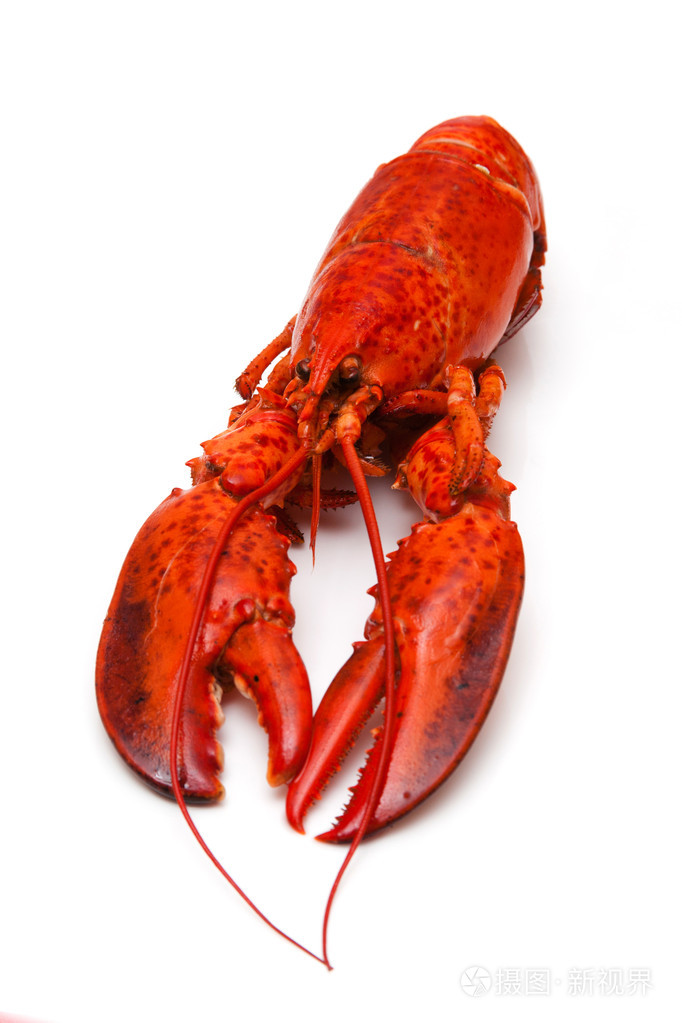 熟白演播室背景上孤立的加拿大红龙虾