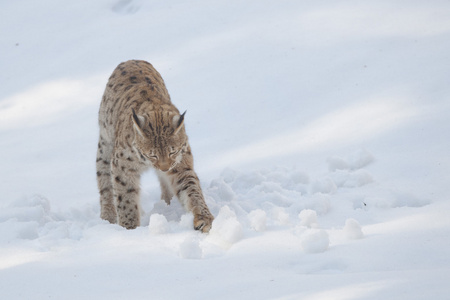 在雪中的猞猁