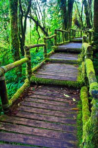 热带的雨林路径