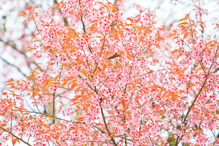 樱花盛开