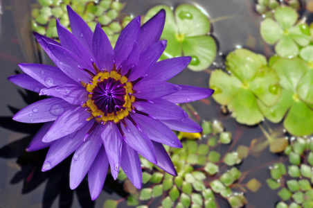 在一个池塘上的美丽盛开的紫色水莉莉