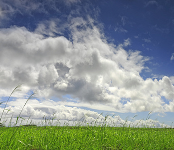 蓬松的云彩在春天郁郁葱葱的绿色草地上漫步