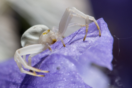 白蜘蛛恐惧症图片