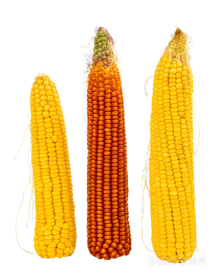 孤立的玉米棒子