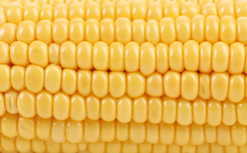 玉米籽粒的背景
