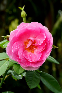粉色的玫瑰，在多雨的季节