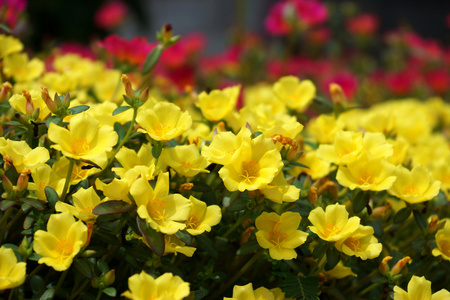 马齿苋花在花园里