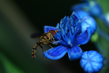 bl vilda blommor