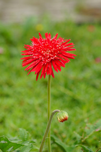 黛西非洲菊红色的花朵在花园里与绿色背景