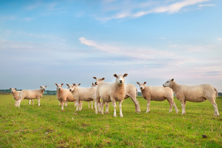 在绿草地上的群羊