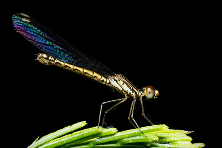ophiogomphus蜻蜓彩虹在黑色的翅膀照片