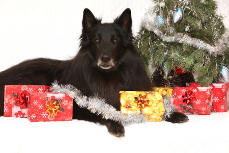 令人惊异的 groenendeal 狗与圣诞装饰品