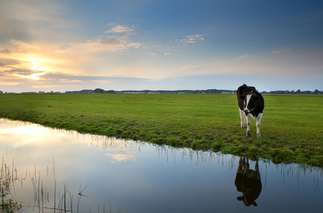 牛在牧场上在日落时反映在河