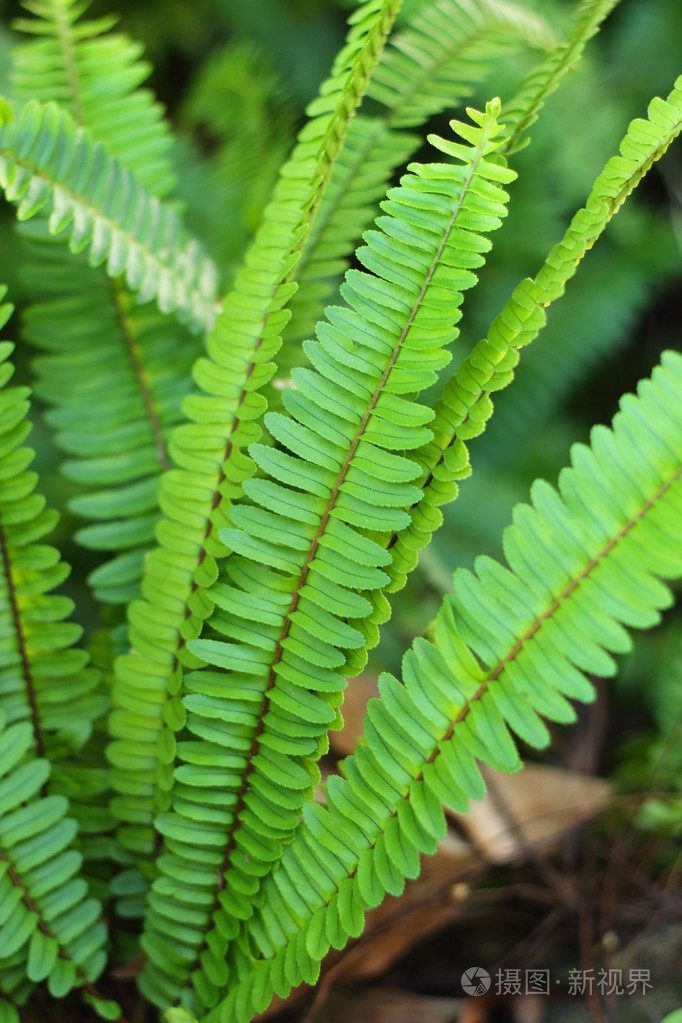 绿色蕨类植物的性质