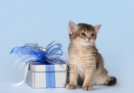 可爱的索马里小猫正坐在一个礼物盒附近