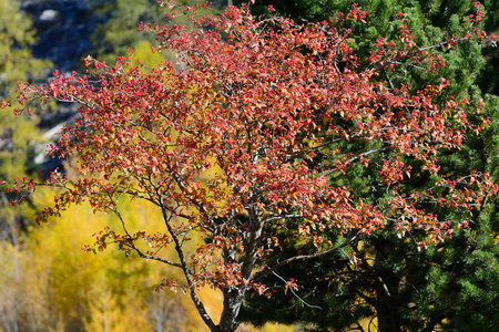 针叶树在秋天