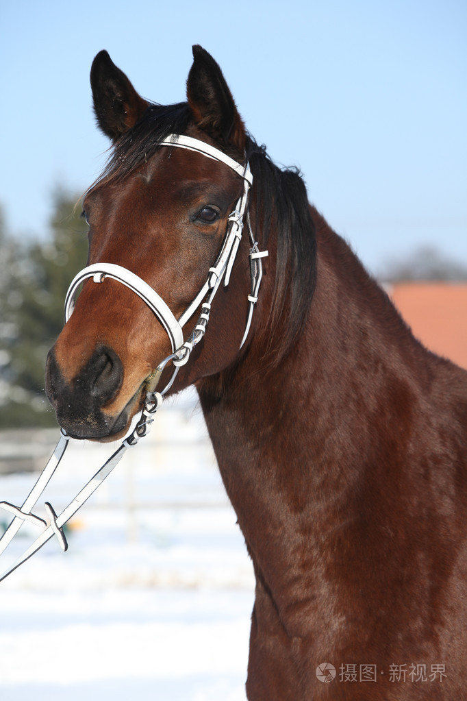 美丽的棕色马匹与冬天的白色缰绳